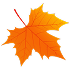 maple leaf 3 image