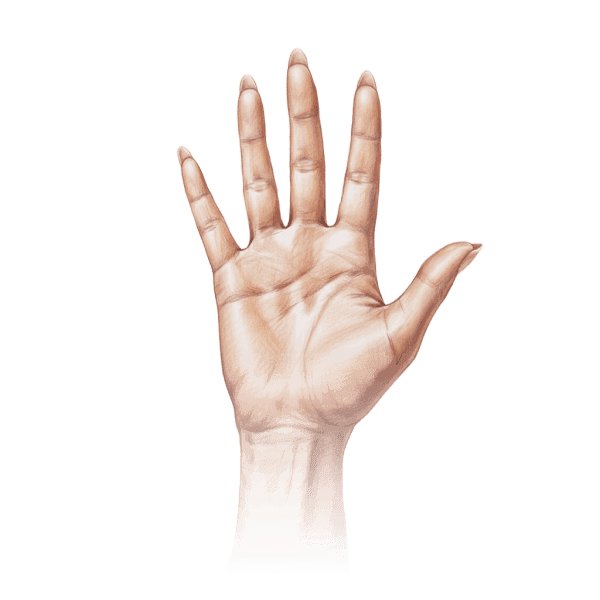 female palm default image