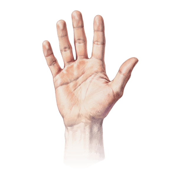 male palm default image